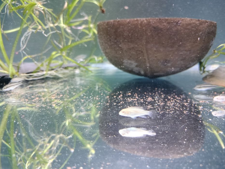 Kribesis Albinos criação nacional