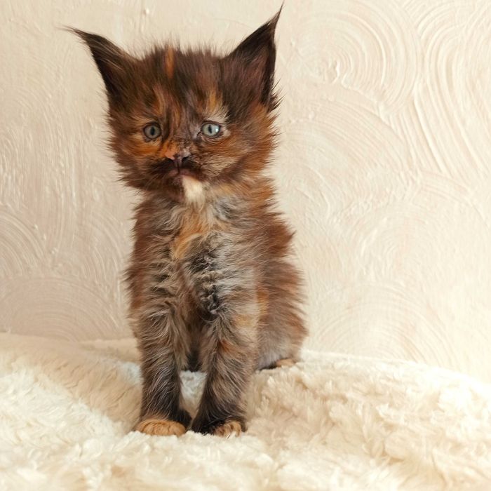 Kotka Maine Coon czarna szylkretowa / FPL