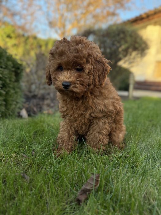 Девочка той пудель ред браун