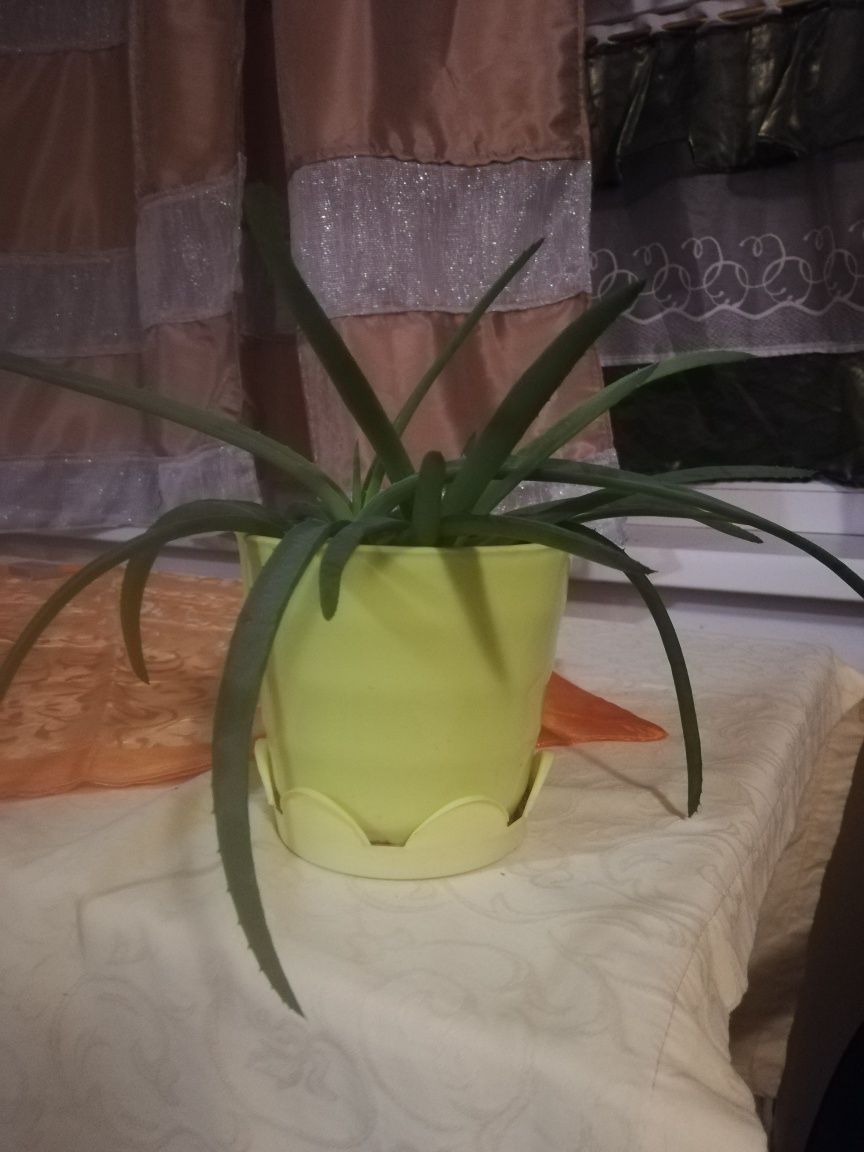 Aloes leczniczy.