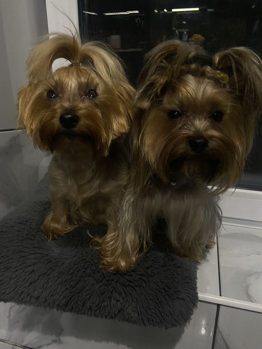 Розкішна мікро дівчинка yorkie baby fase