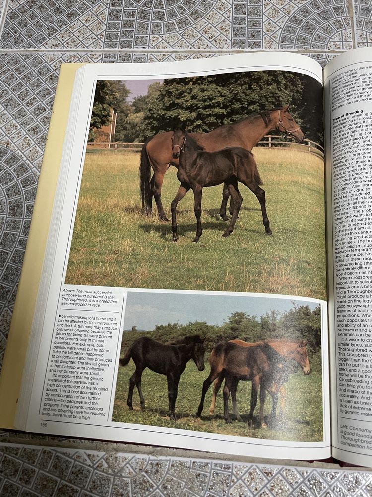 The Horse: The Complete Guide to Horse Breeds and Breeding