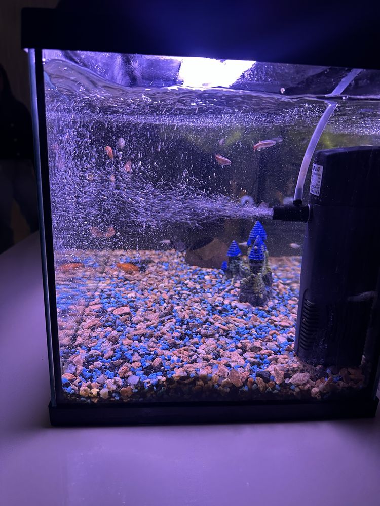 Aquário de 70 Litros Completo com Peixe