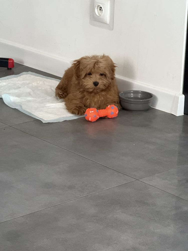 Maltipoo F1 GOTOWY DO ODBIORU, maltańczyk i pudel toy