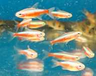 Neon czerwony gold Aquafizz Creative
