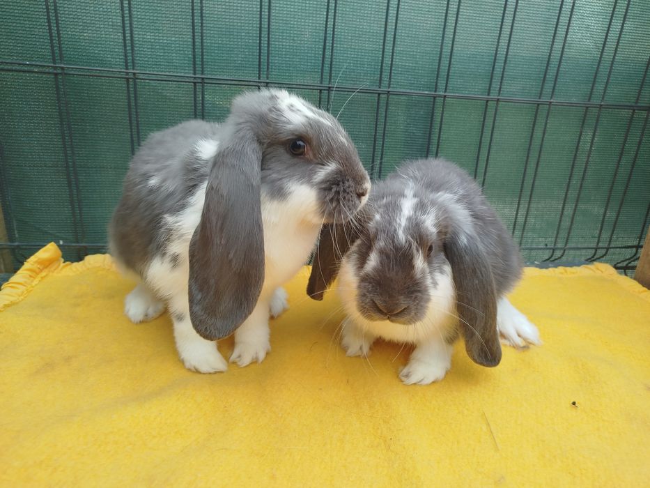 Króliki Baran francuski