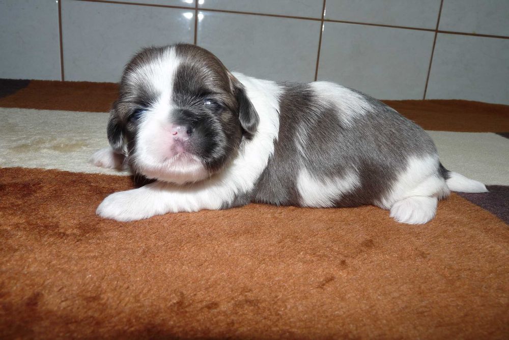 Shih Tzu, suczka Lucy do odbioru od 24 grudnia.