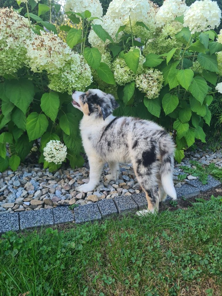 Border collie Blue merle