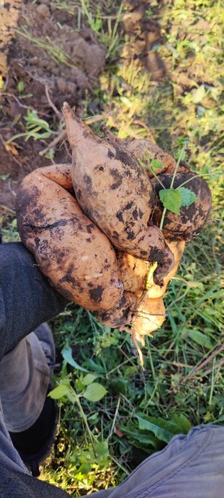 Батат для їжі еко продукт мікс сортів для вживання невеликого розміру