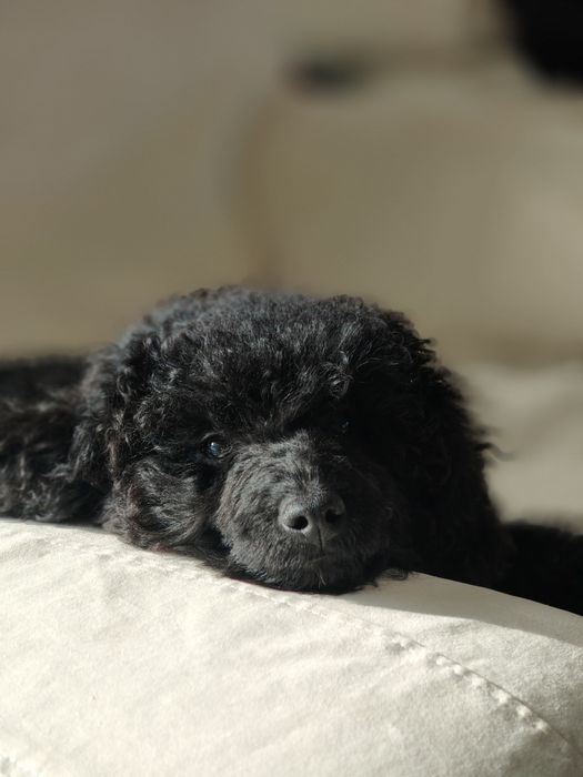 Pudel miniatura. Pies.