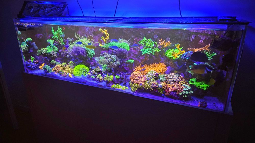 Akwarium morskie z szafką, sumpem oraz sprzętem 350l Optiwhite