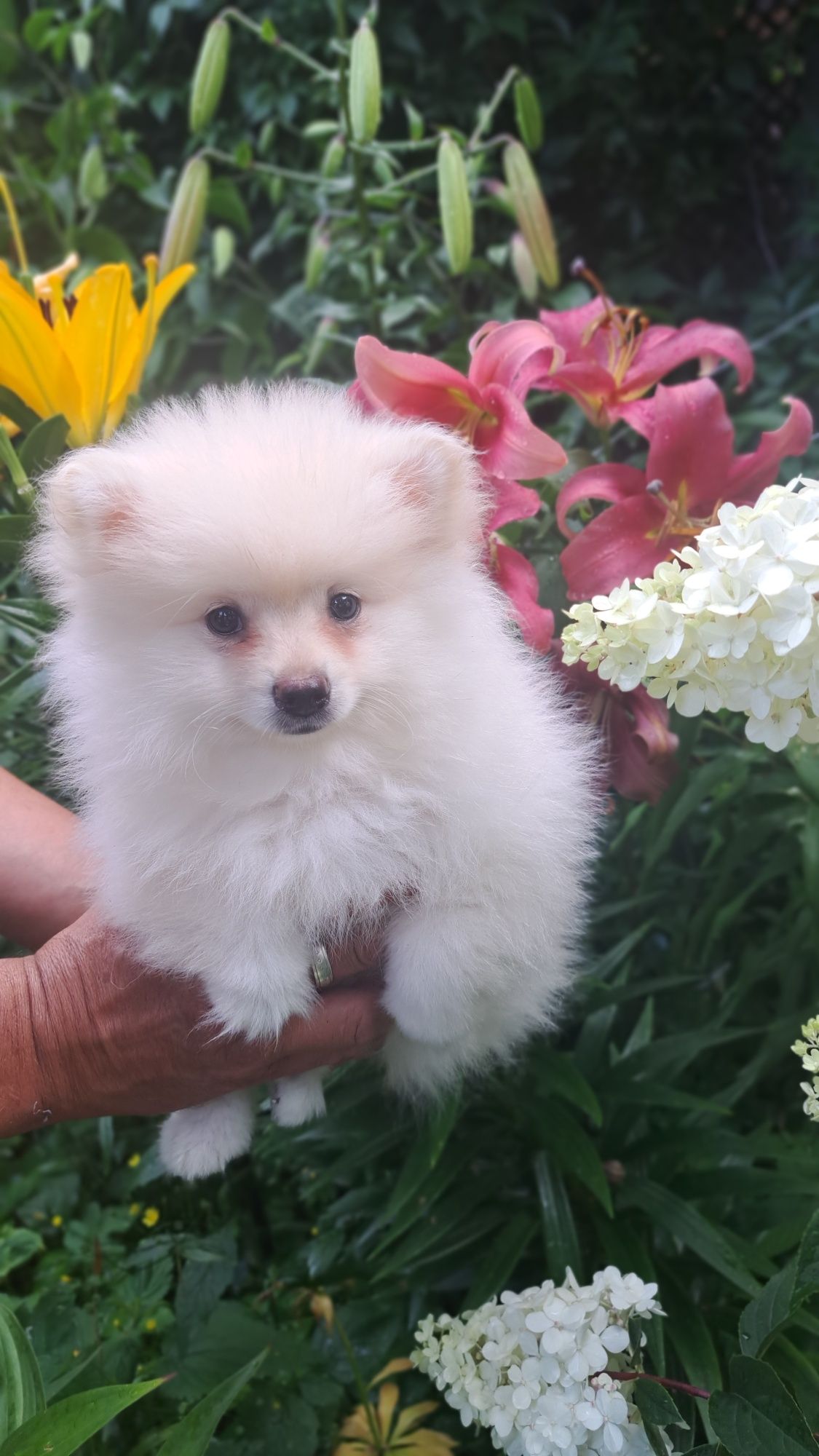 Pomeranian Szpic Miniaturowy