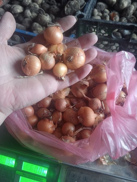 Цибуля сімейка та часник