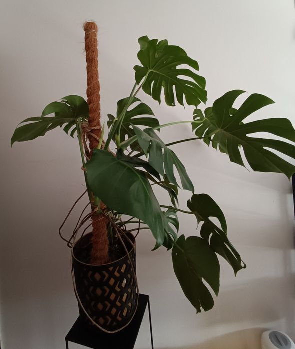 Monstera Duża wraz bez / z podstawką