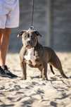 American bully standard suczka dziewczyna abk ABKC