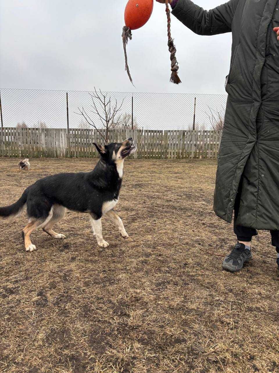 Собака в добрі руки, безкоштовно, Святопетрівське