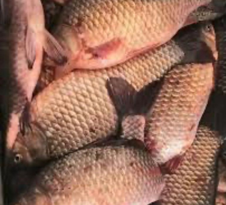 Продам живу рибу Осетер Сом Судак