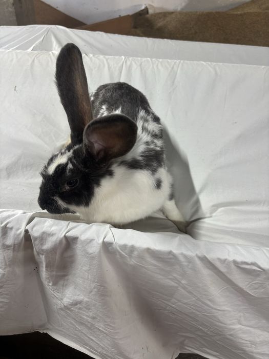 Samica królik króliki