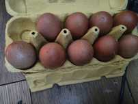 Sprzedam jaja lęgowe od kur marans