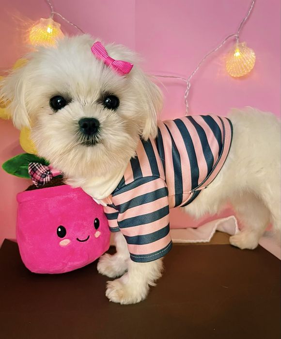 Maltańczyk miniaturowy z rodowodem