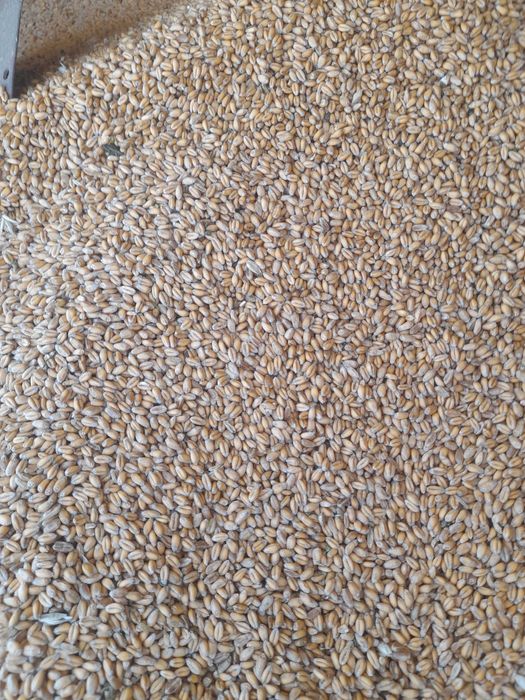 продам овес, ячмінь, пшеницю