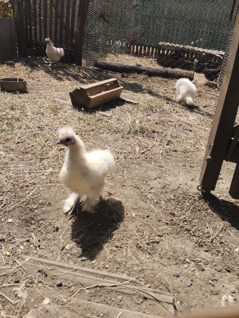 Продам карликові кури пухові