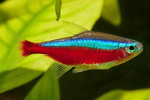 Neon czerwony ryba akwariowa