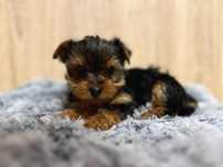 Sprzedam York Yorshire Terrier