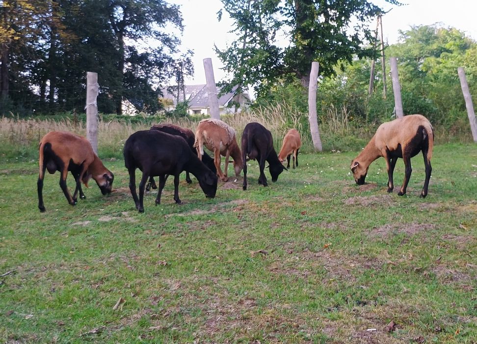 Owce, młode barany mix, Barbados, Dorper