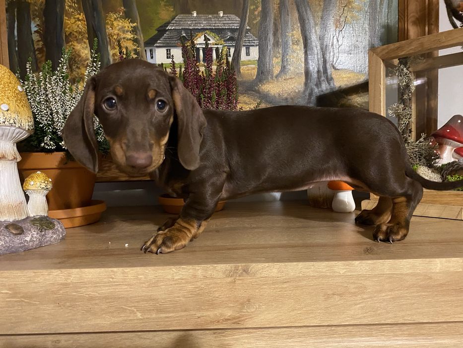 Jamnik suczka czekoladowa miniatura