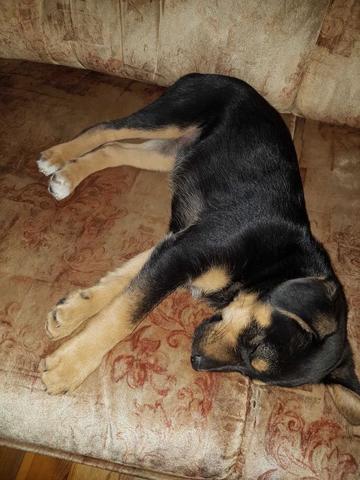 Oddam za darmo "MALI"