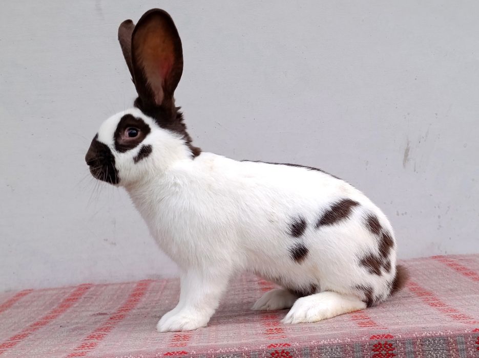 Німецький строкач Гавана