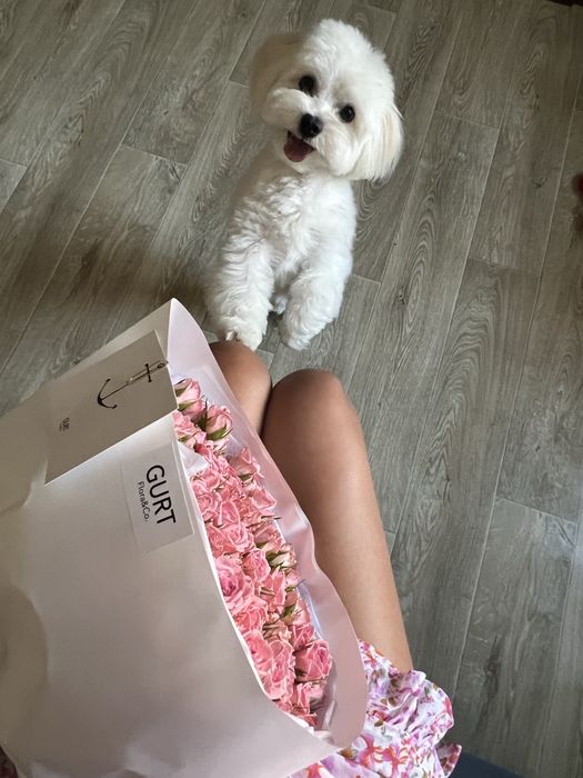 Мальтезе ищет невесту