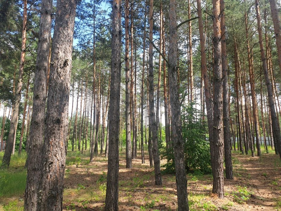 Участок 78 соток, обводной канал, Киевское море, сосновый лес