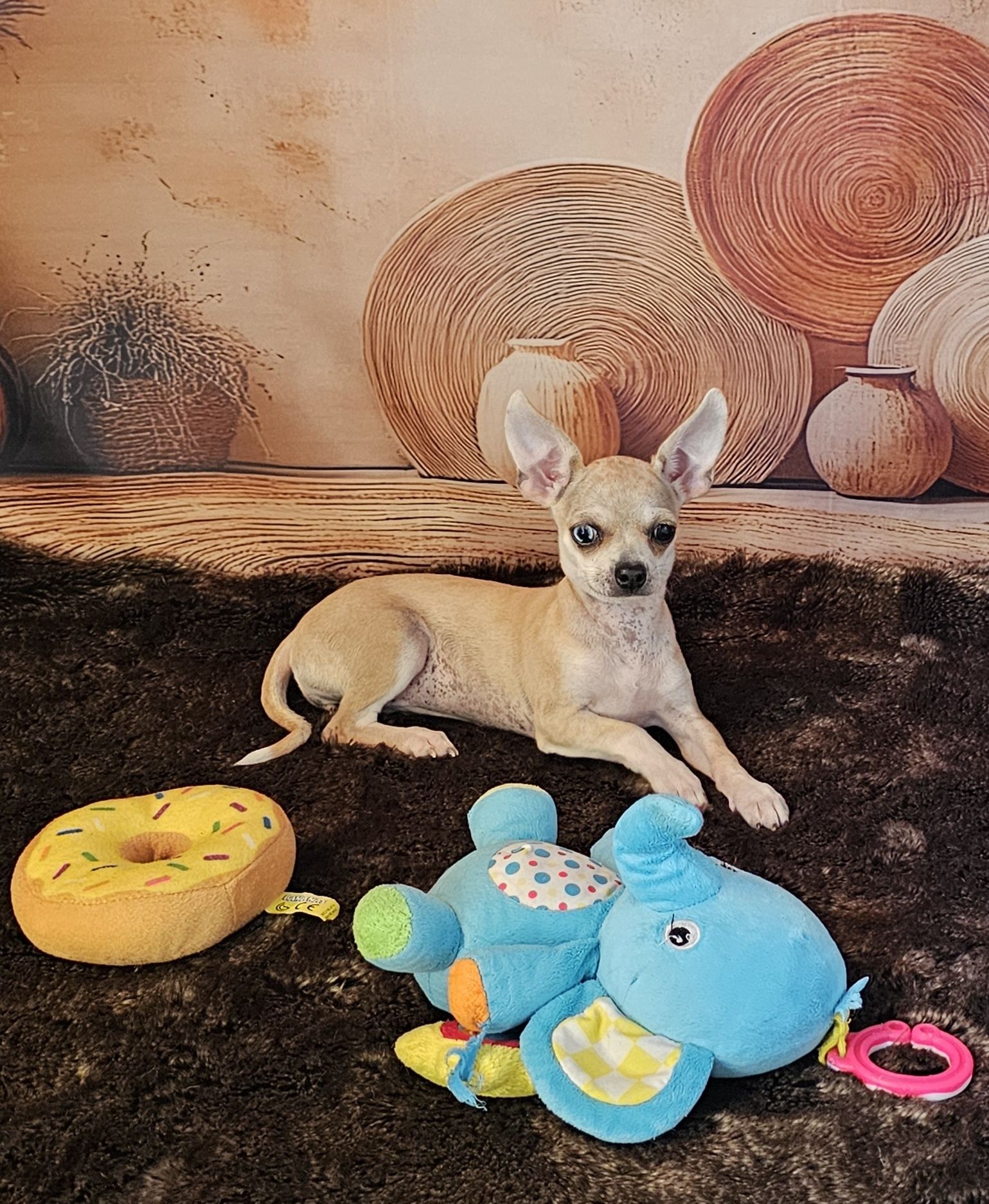 **Suczka red merle chihuahua **