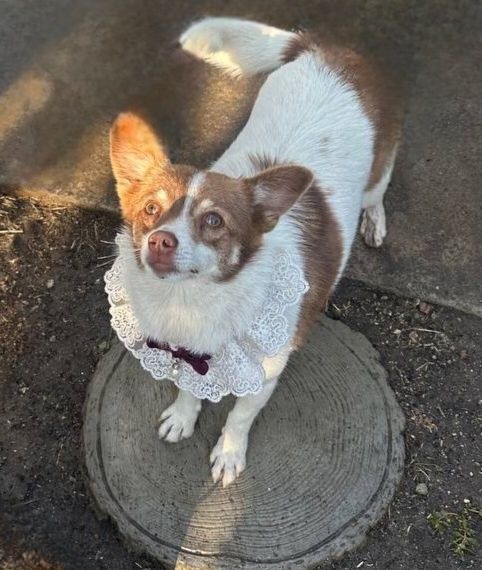 Отдам даром в добрые руки собачку метис маленькой породы