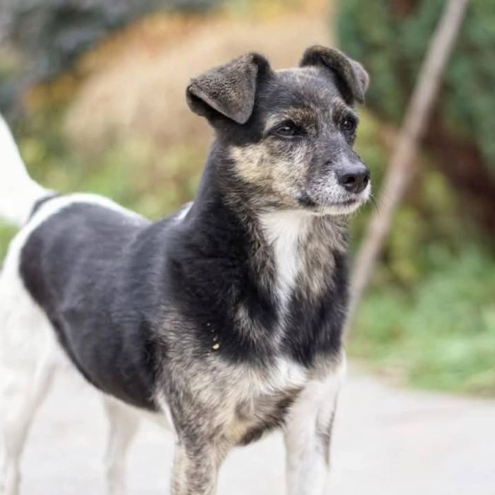 Bezkonfliktowa Wanda szuka domu