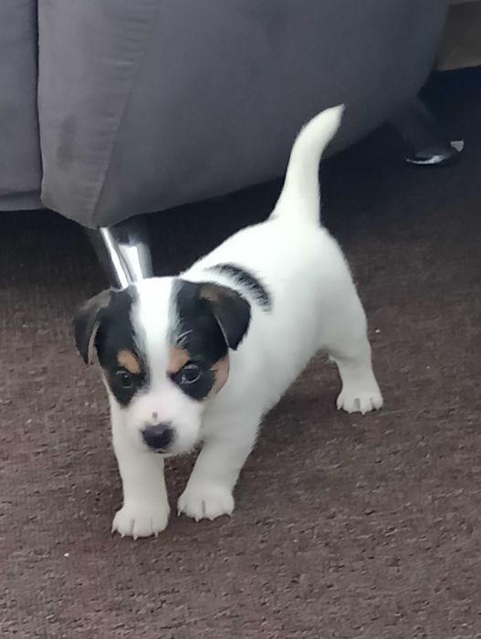Suczka rasy Jacek Russell terrier z metryką ZKwP do rezerwacji