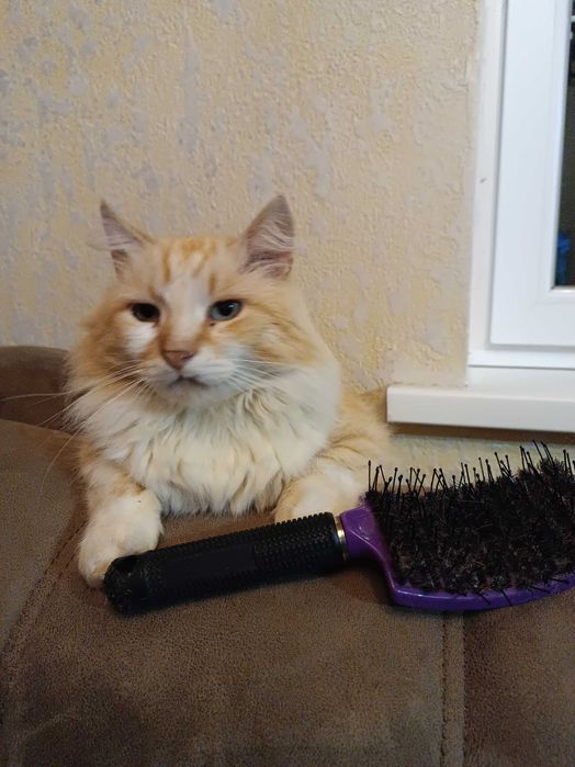 Віддам в хороші ручки кота