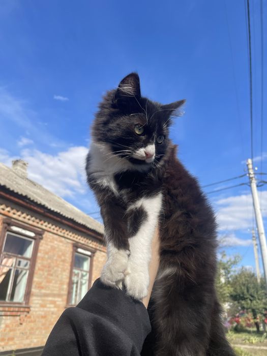 Віддам у добрі руки кошенят