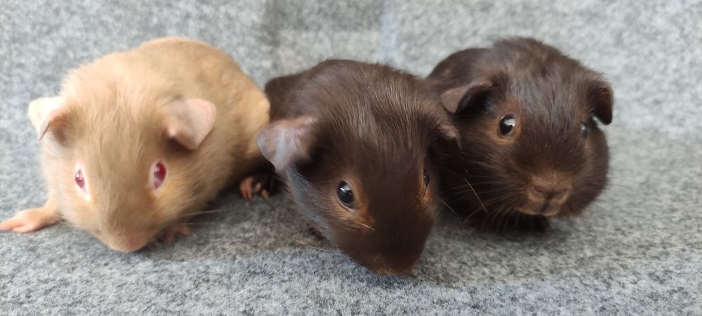 Świnka morska cavia gładkowłosa self US Teddy skinny z hodowli