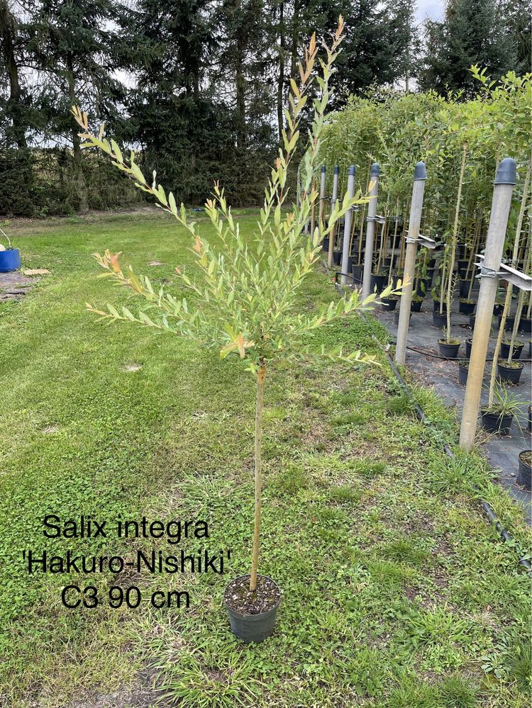Szczepione wierzby - Hakuro nishiki, Pendula, Kilmarnock