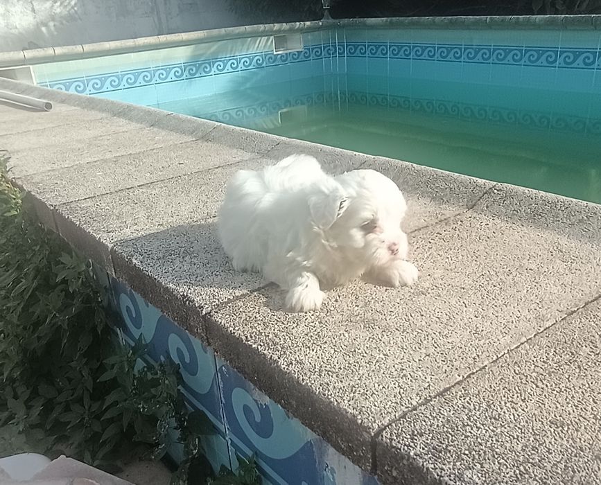Linda bichon maltes, vacinada e desparasitada