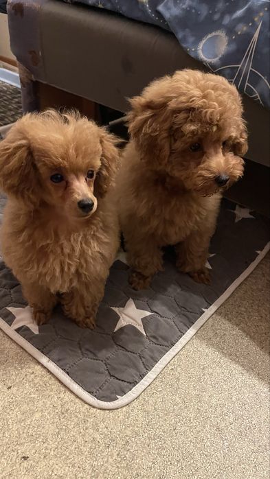 Цуценята Той Пуделя КСУ