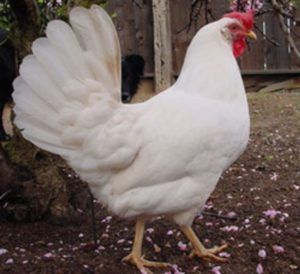 Kury nioski Leghorn Sendi Trzciana