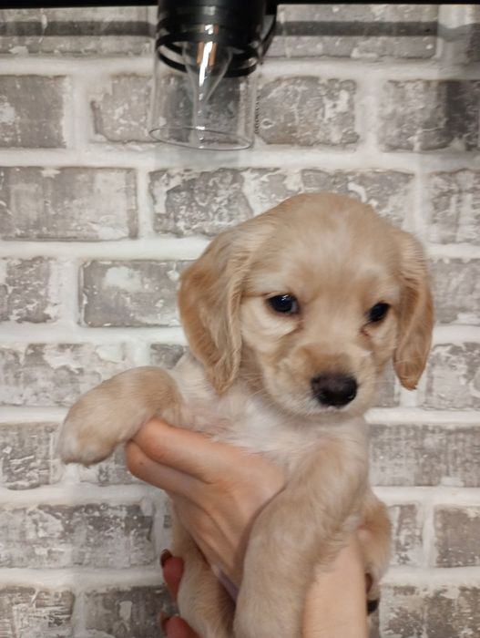 Цуценята кокер- спаніеля! 
У