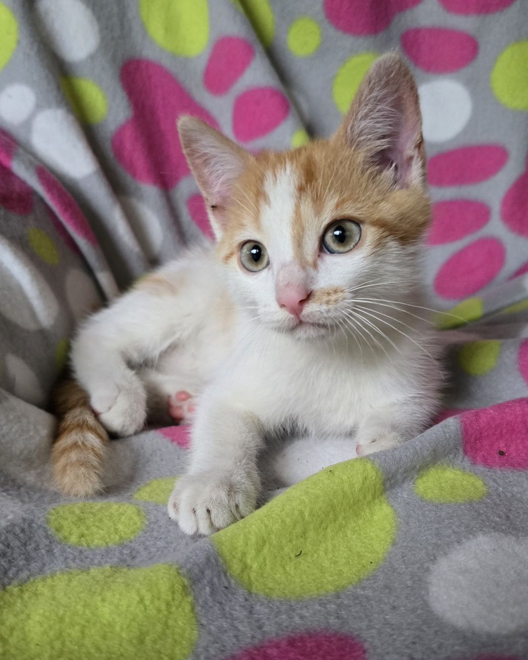 Mały kotek do odbioru kocurek   Maine coon Brytyjski