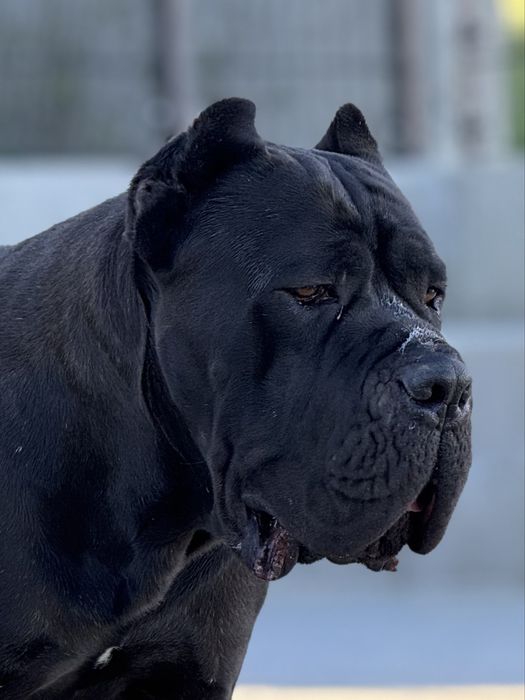 Cane Corso czarny samiec ZKwP/FCI