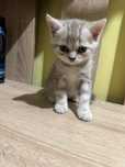 Котики британські короткошерстні