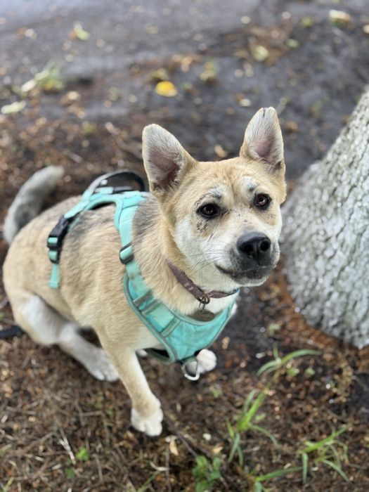 Собака зі Словʼянська врятована